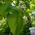 Catalpa speciosa Φύλλο