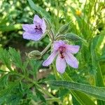 Erodium ciconium Цвят