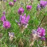 Astragalus onobrychis Costuma