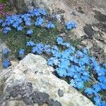 Eritrichium nanum Other