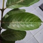 Psidium guineense Ліст