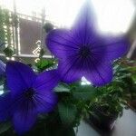 Platycodon grandiflorus Flower