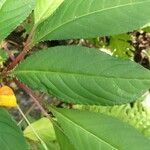 Impatiens auricoma Blad