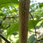 Cornus kousa Écorce