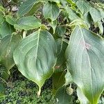 Cornus kousa Blatt