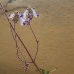 Coleus caninus Flower