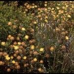 Trifolium fucatum Natur