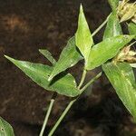 Commelina obliqua Leaf