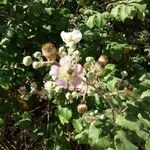 Rubus ulmifolius Kukka
