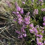 Calluna vulgarisFlower