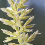 Koeleria macrantha Fiore