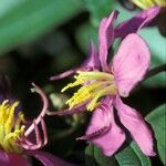 Melastoma malabathricum Fleur