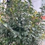 Ligustrum japonicum 葉