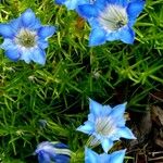 Gentiana sino-ornata Habitus