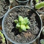 Pachyphytum compactum Folha