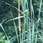 Typha angustifolia 果實