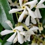 Trachelospermum jasminoides 花