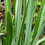 Camassia leichtlinii Hoja