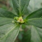 Bernardia corensis Flower