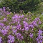 Rhododendron canadense 花