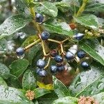 Viburnum tinus Fruit