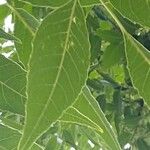 Fraxinus angustifoliaपत्ता