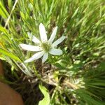 Anemone berlandieri Hàbitat