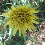 Tragopogon dubius Flor