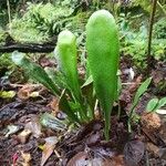 Antrophyum boryanum Hoja