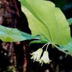 Prosartes hookeri Flower