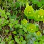 Euphorbia amygdaloidesLeaf