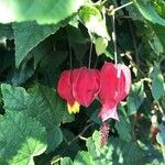 Abutilon megapotamicum 花