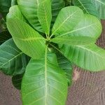 Anacardium occidentale पत्ता