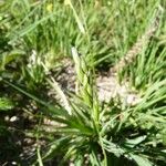 Danthonia decumbens Blomma