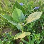 Astripomoea lachnosperma Leaf