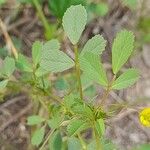 Medicago laciniata Blad