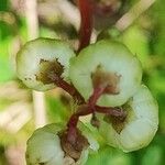 Pyrola chlorantha Frutto