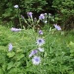 Lactuca plumieri Plante entière