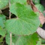 Centella asiatica Frunză