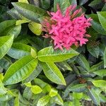 Ixora chinensis Kwiat