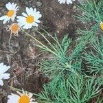 Argyranthemum foeniculaceum Цвят