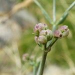 Cynanchica pyrenaica Fruit