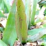 Guzmania plumieri Blad