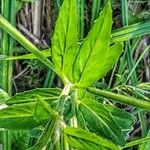 Epilobium palustre অভ্যাস