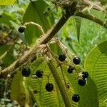 Clidemia umbrosa Fruit