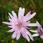 Podospermum purpureum Blüte