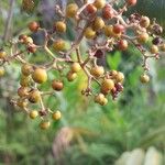Harungana madagascariensis Fruto
