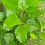 Hibiscus rosa-sinensisFeuille