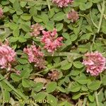 Trifolium physodes Arall