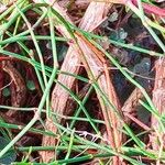 Ephedra frustillata Corteza